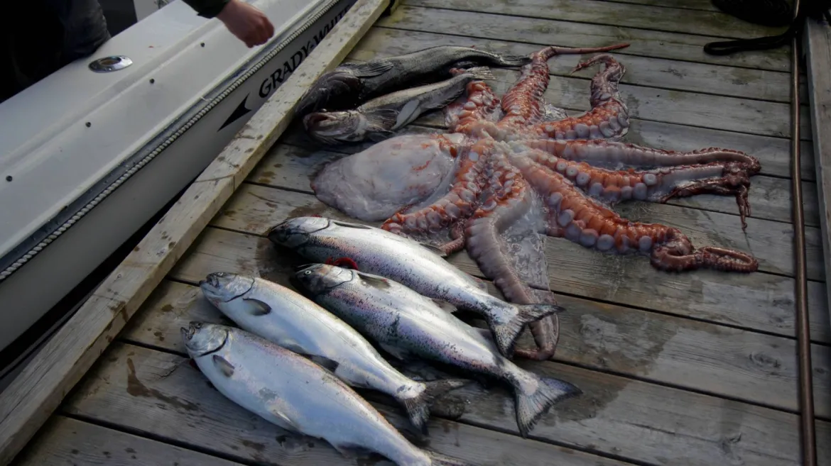 Vancouver Octopus Salmon Ling Cod