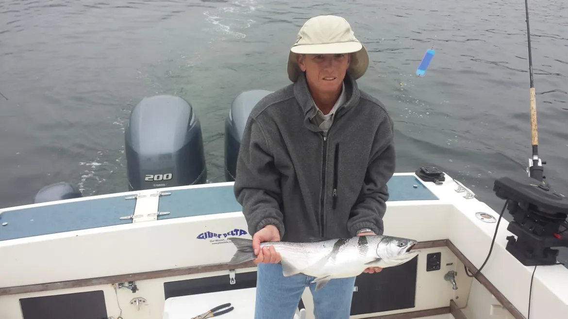 Capilano Coho
