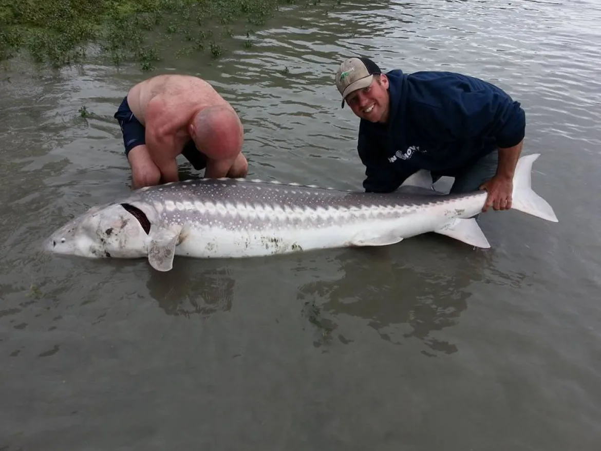 Sturgeon fishing in Vancouver